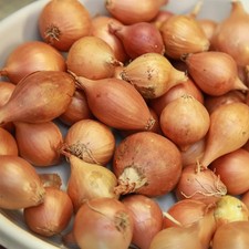 Grow your own Shallots sets 8
