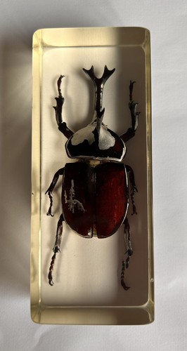 Real insect rhinoceros - real, (rhinoceros