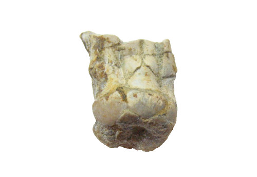 Pennsylvanian crinoid fossil - crinoid,