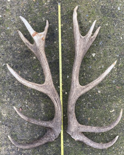 Large red deer antlers - red,