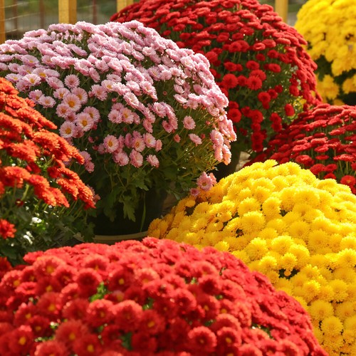 Set chrysanthemum garden - set, of