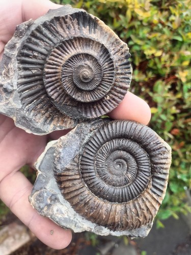 Large dactylioceras pos - large,