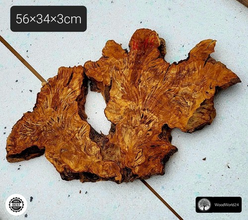 Olive root wood - , tree