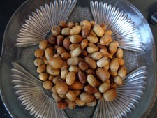 150 ACORNS--FROM OAK TREES IN