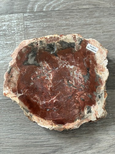 Petrified wood coaster - petrified, from