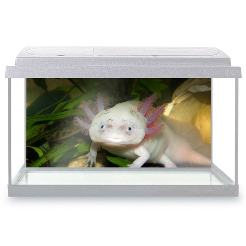 Fish tank background - background, 90x45cm