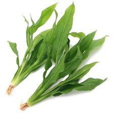 2 Echinodorus Amazonicus Large