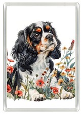 CAVALIER KING CHARLES SPANIEL