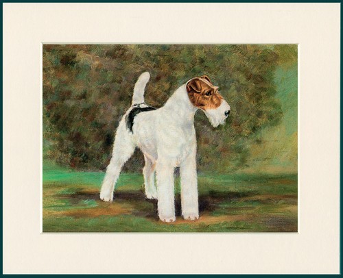 Wire fox terrier - terrier, art