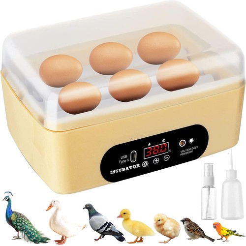 Chicken egg incubator - egg,