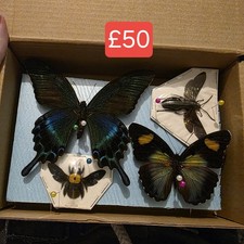 Box 2 Specimen Moth Entomology