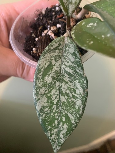 Hoya carnosa stardust rooted - carnosa, (rooted