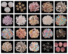 Natural shells seashells - -,
