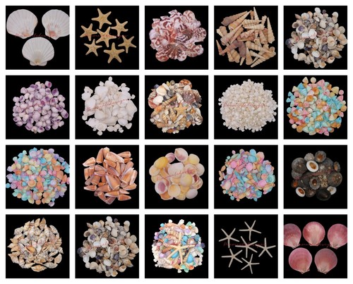 Natural shells seashells - natural,
