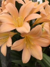 Clivia miniata Tipperary Peach