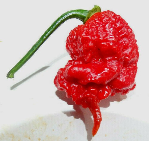 Carolina reaper pepper - a+,