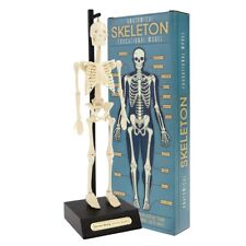 Rex London ANATOMICAL SKELETON