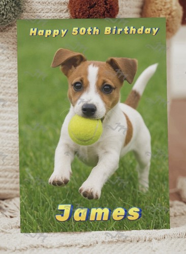 Jack russell terrier - jack,