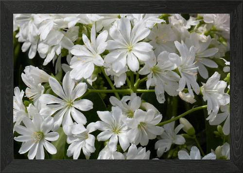 Lewisia flower bloom - lewisia, framed