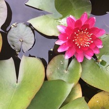 1X PERRYS BABY RED WATER LILY
