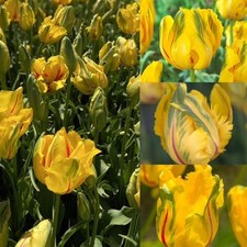 Parrot Tulip La Courtine Flower Bulbs. Striking Yellow and Red Dappled Blooms