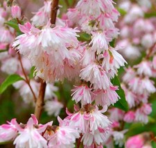 Deutzia Scabra Codsall Pink - XXL 3Lt Pot Flowering Hardy Deciduous Shrubs