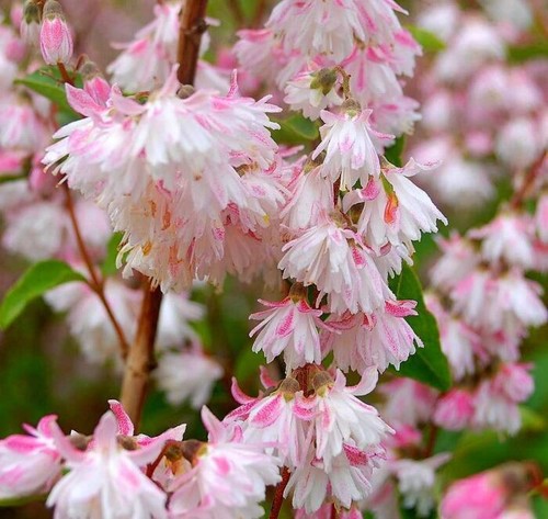 Deutzia scabra codsall - codsall, pink