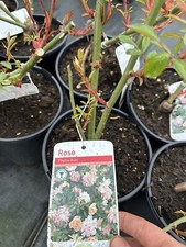 POTTED ROSE 'PHYLLIS BIDE' Climbing Rose (White/Pink Flower) 3 litre Pot