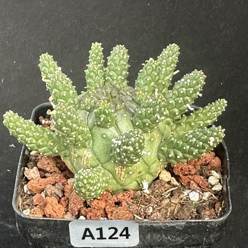 Euphorbia gamkensis rare - euphorbia,