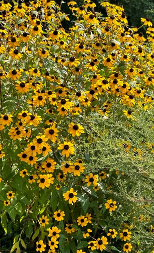 Rudbeckia triloba three - 9, cm