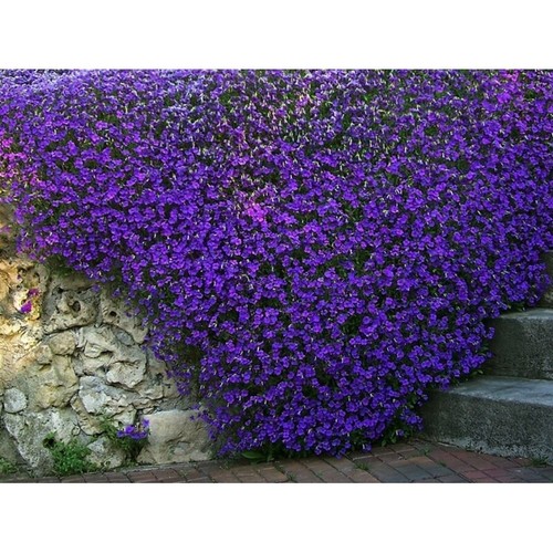 000 seeds rock cress - /, cress-