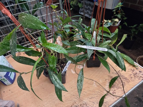 Hoya pubicalyx splash - pubicalyx, splash,