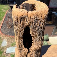 Hollowed hardwood driftwood - hollowed,