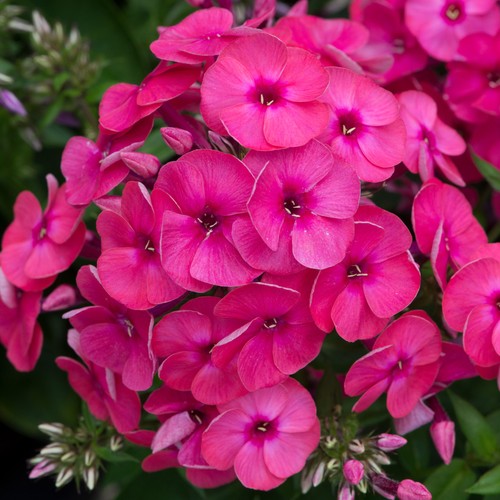Phlox pow pink - ka-pow,