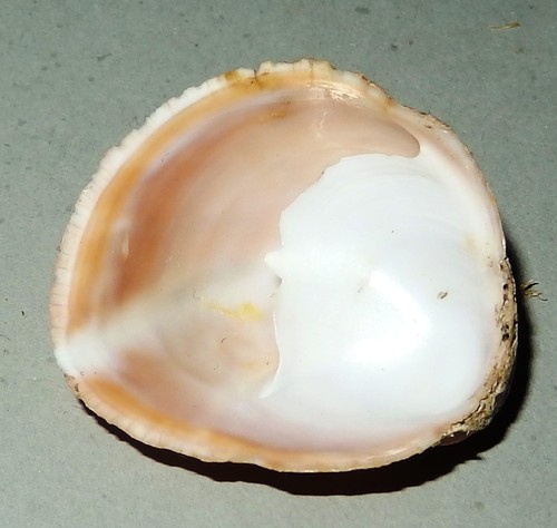Crepidula dilatata - ,