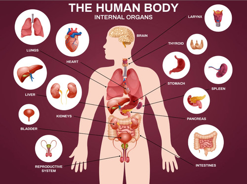 Body organs laminated - body,