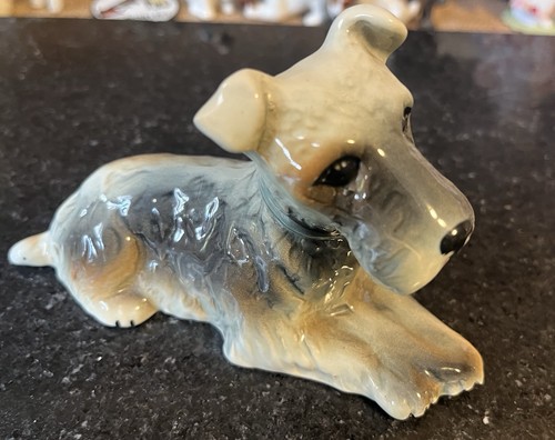 Wire fox terrier - fox, dog