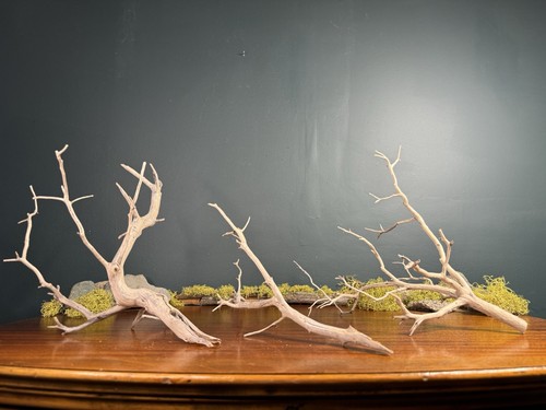 Pack manzanita driftwood - pack,