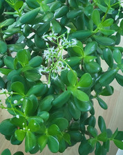 1 x BABY MONEY TREE JADE Plant