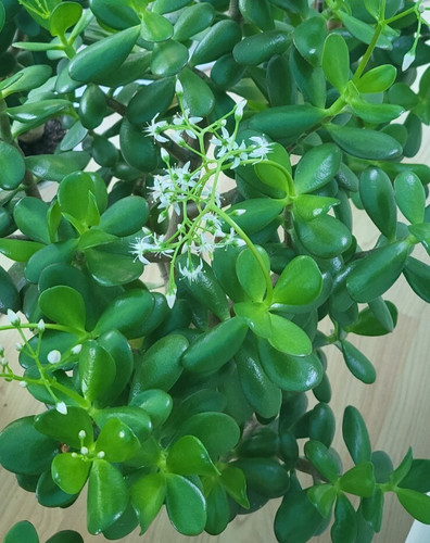 Baby money tree - 1, x