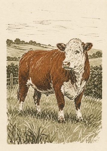 Hereford cow print vintage - hereford,