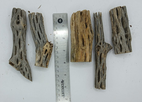 Cholla cactus wood - x,