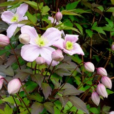 Photo 6x4 Clematis montana in