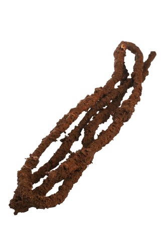 Komodo reptile tropical - reptile,