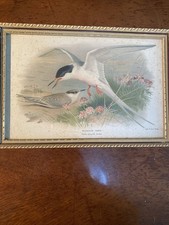 Framed Vintage Bird Lithograph