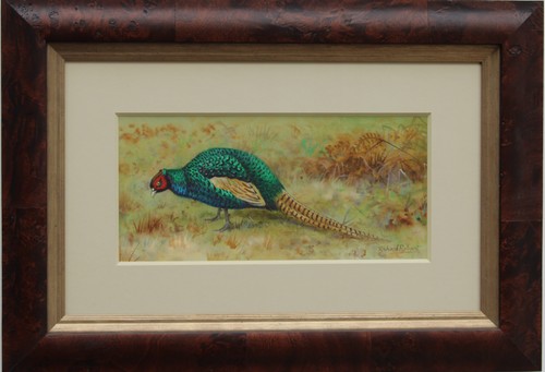 Pheasant richard robjent - richard,