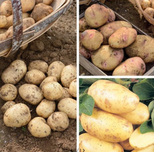 Seed Potato First Early Second