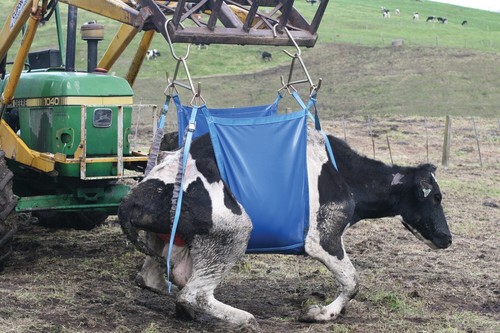 Shoof standard daisy cow - shoof,