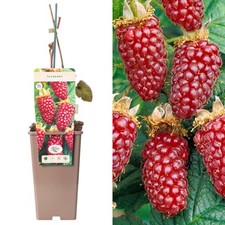 Tayberry Buckingham Rubus Hybrid | Deciduous Fruit Plant Shrub | 30-50cm Potted