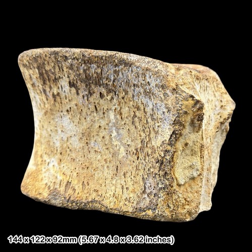 Huge pliosaur vertebra - huge, fossil